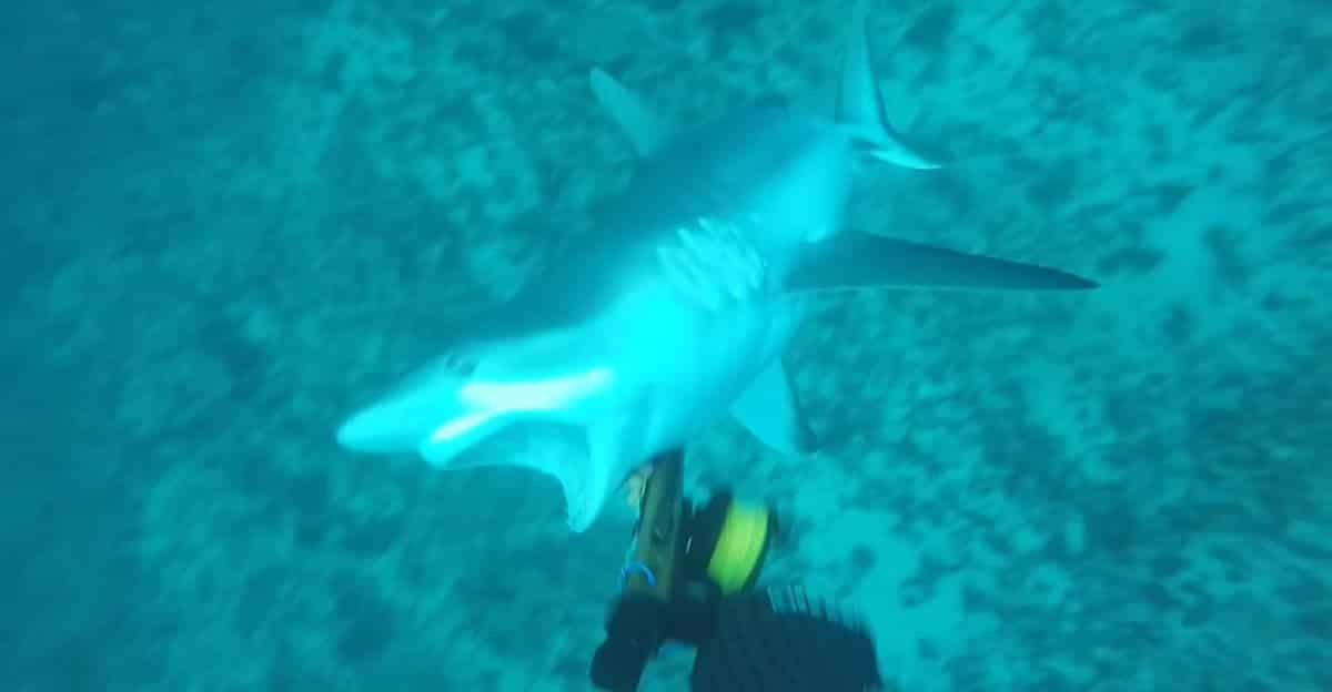 shark-attack-diver-spear-gun