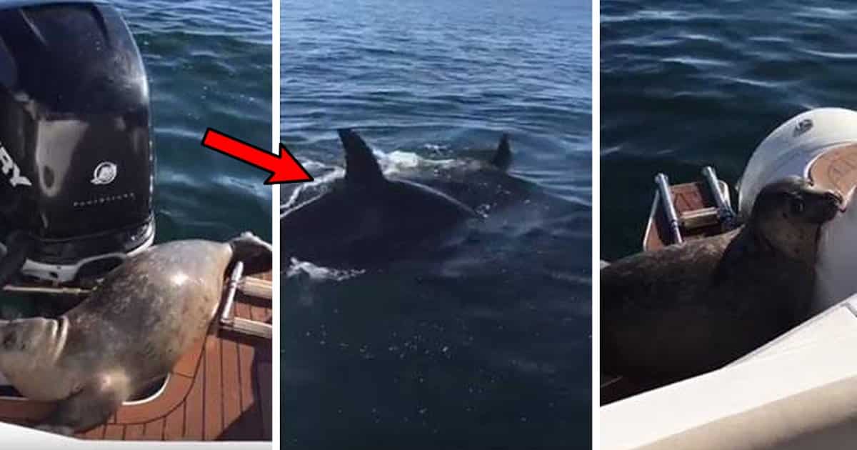 desperate-seal-jumps-aboard-boat-featured