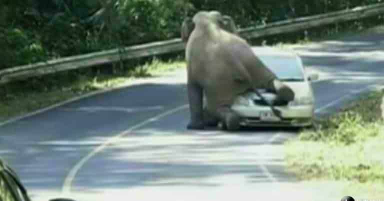 23. Must be mating season.