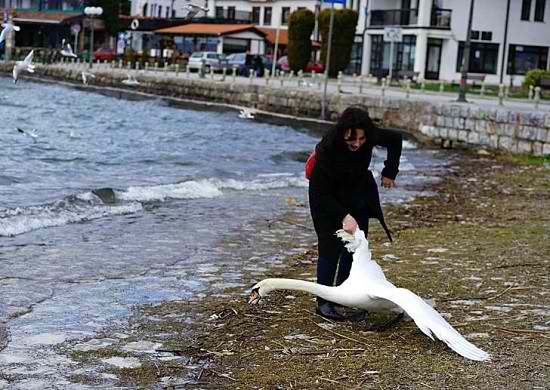 26. Death of a swan.