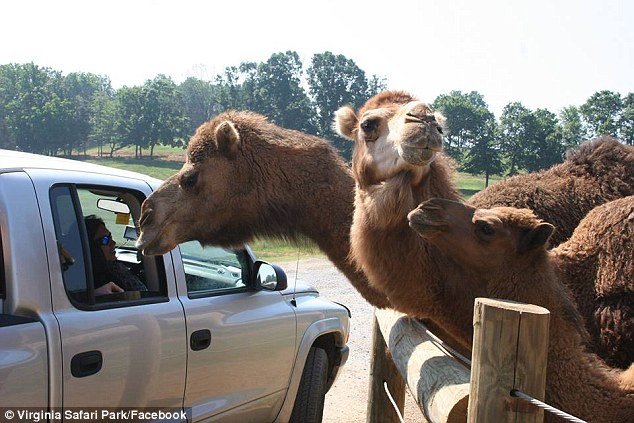 32. On the other hand, don’t get to close to a hungry camel.