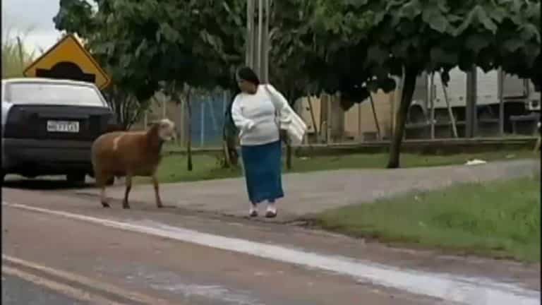 33. Mad, mad goat.
