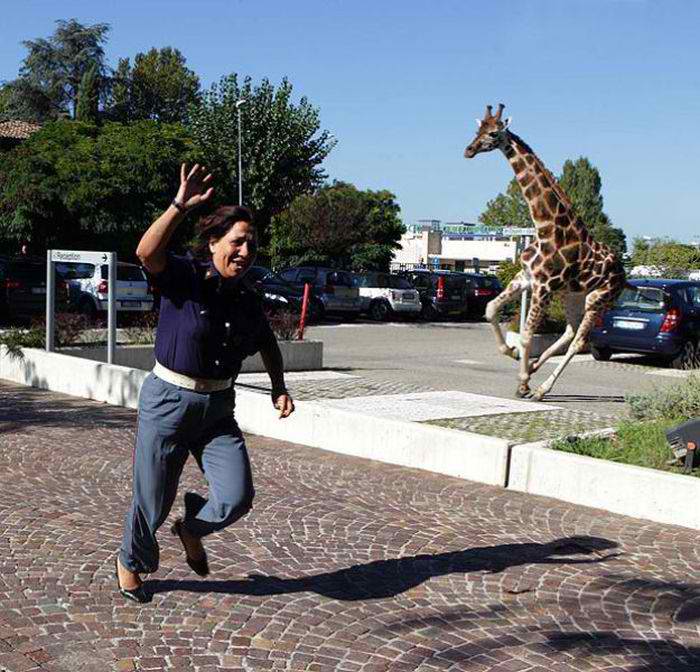 34. Escaping from the circus.