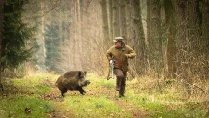 37. Wild boar goes, uhm, wild.