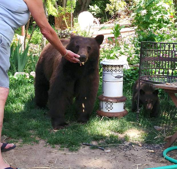 39. Do not feed the bears.