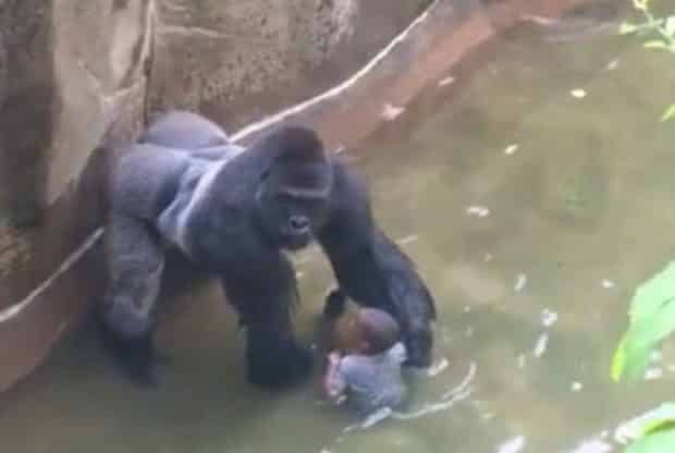 40. Remembering Harambe…