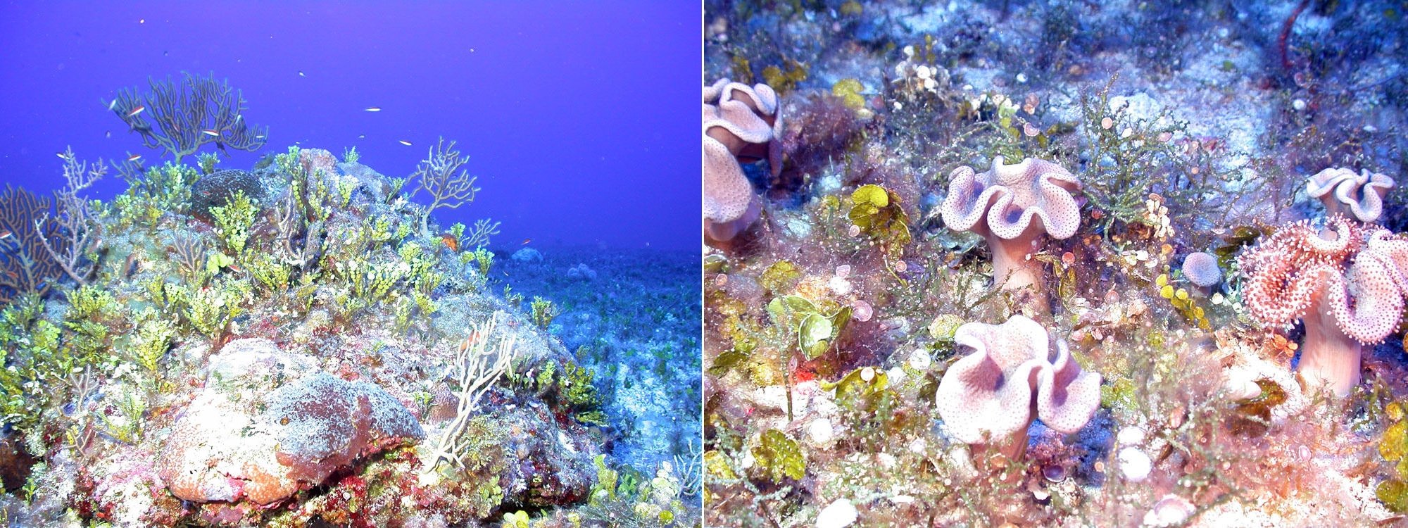 China is accused of coveting the resource-rich Benham Rise.