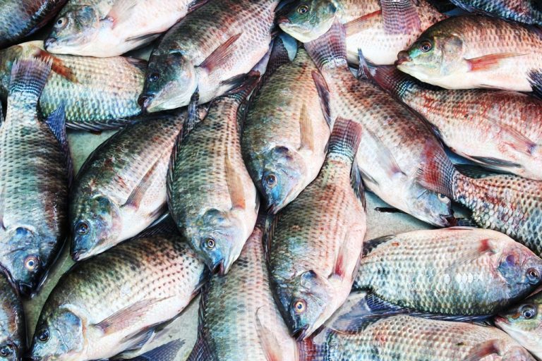 5 Scary Reasons Why You Should Stop Eating Tilapia ASAP Elite Readers