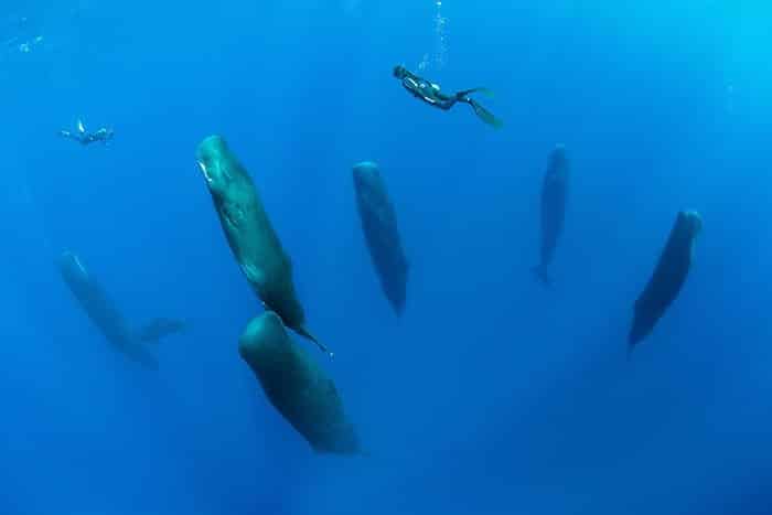 Switzerland-based photographer Franco Banfi captures sperm whales sleeping.