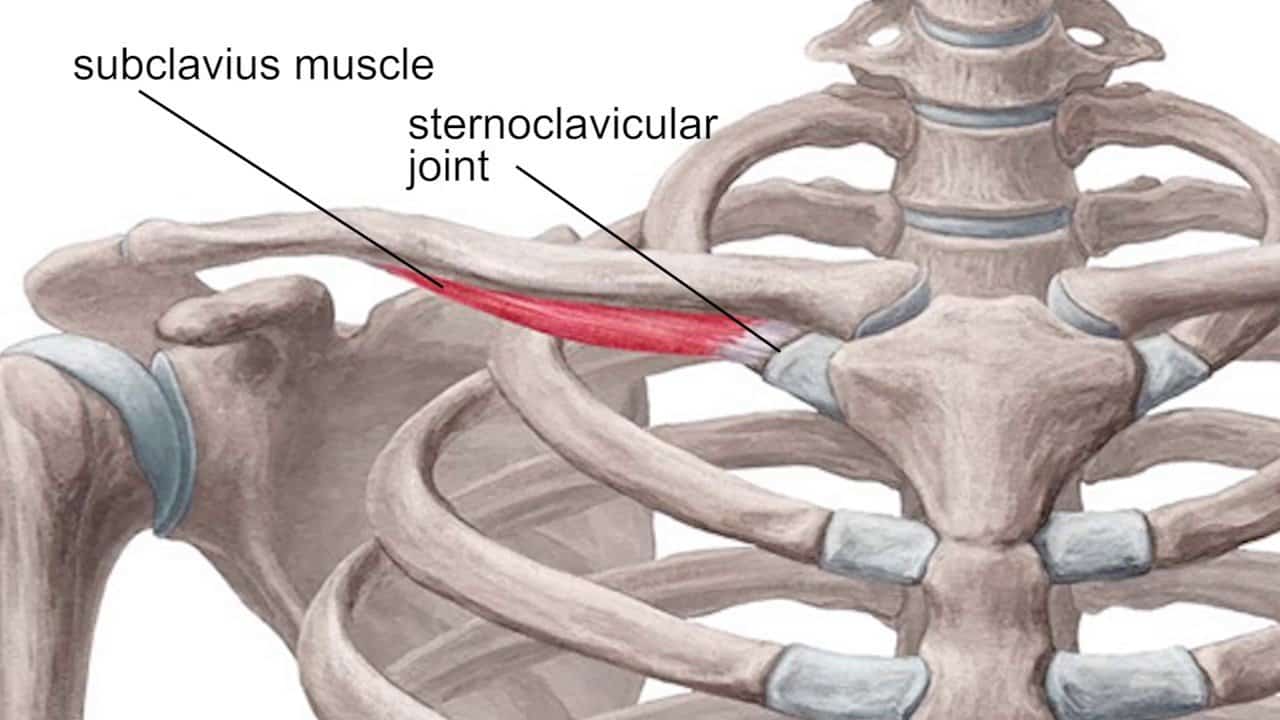 Subclavius Muscle Elite Readers Subclavius Muscle Elite Readers