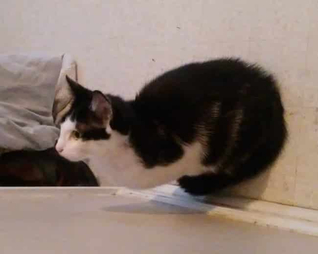 Photos That Will Make You Look Twice 16