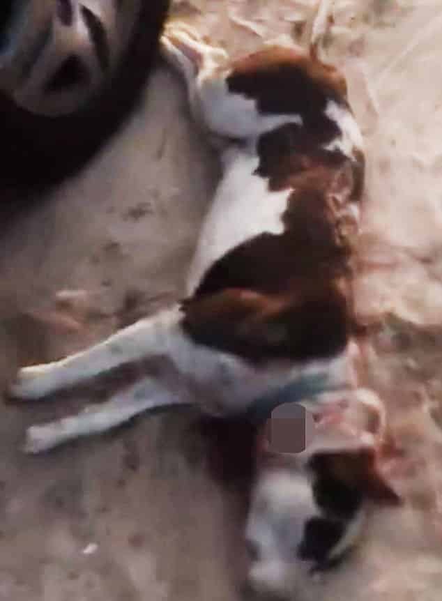 cops kill family dog 1