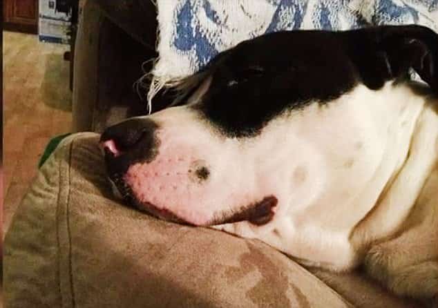 cops kill family dog 4