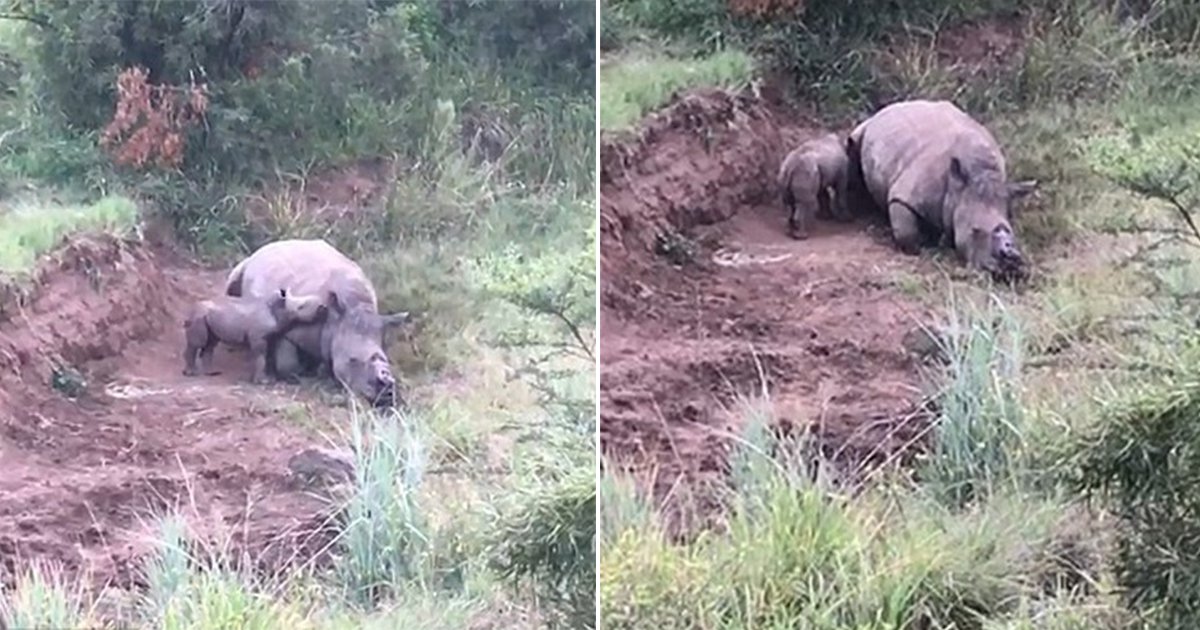 Baby-Rhino-Desperately-Suckles-Dead-Mother
