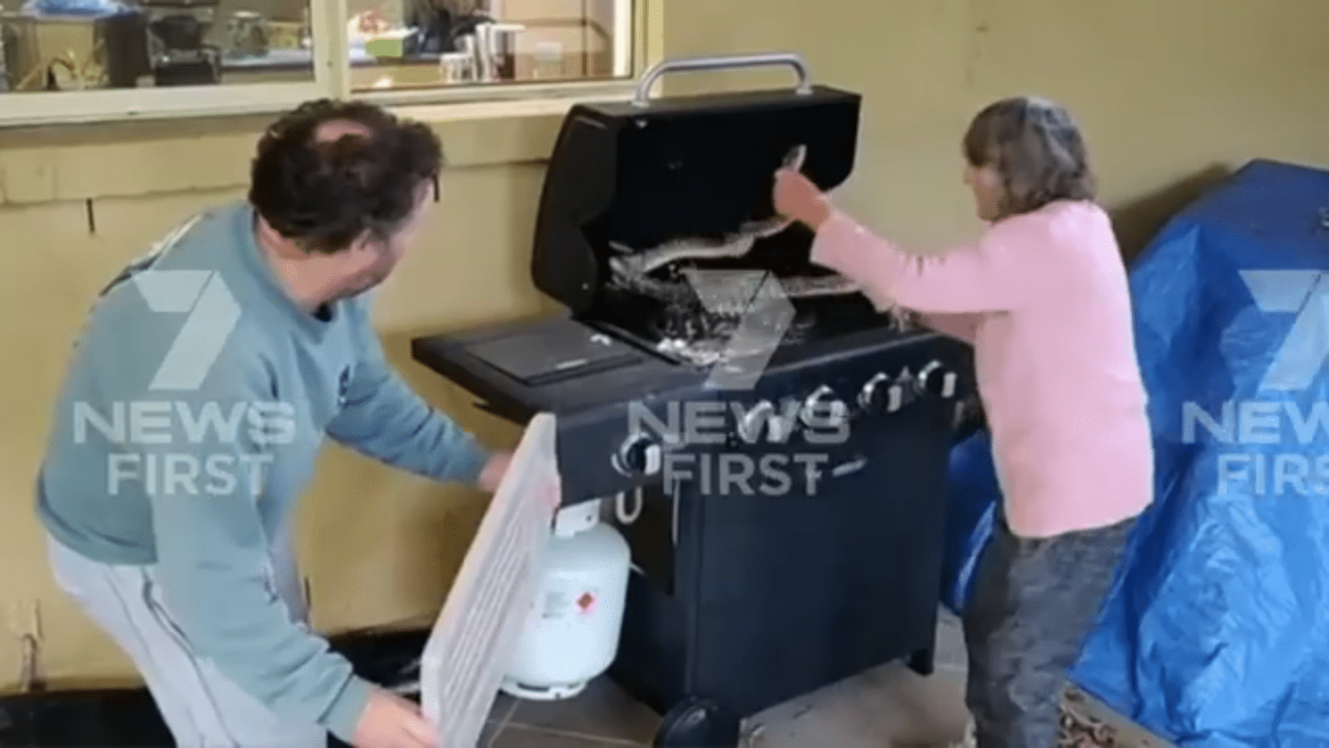 Fearless Grandma Casually Grabs Two Massive Pythons Hiding In Her ...