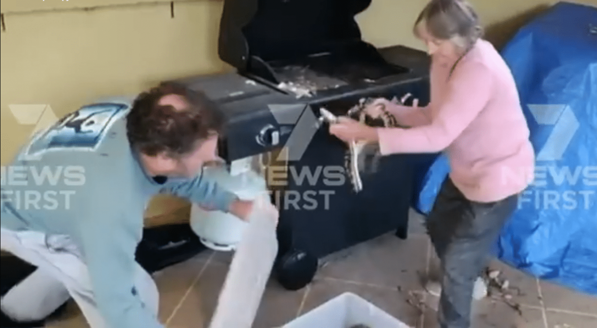 Fearless Grandma Casually Grabs Two Massive Pythons Hiding In Her ...