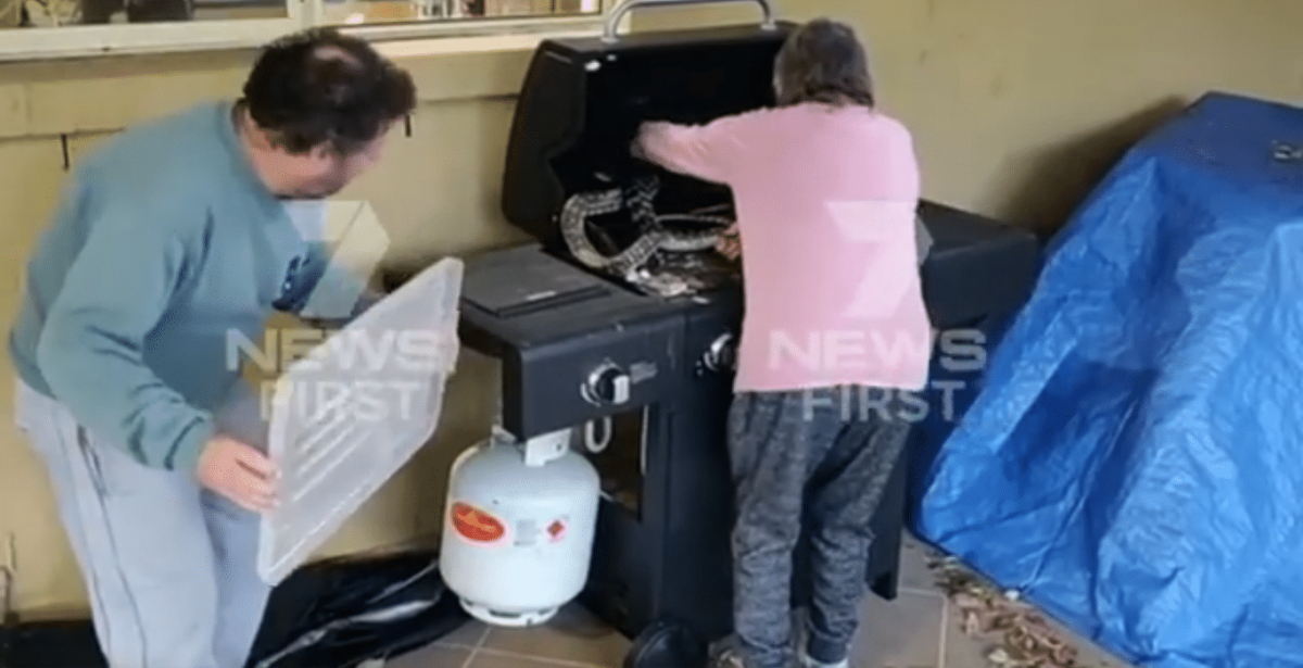 Fearless Grandma Casually Grabs Two Massive Pythons Hiding In Her ...