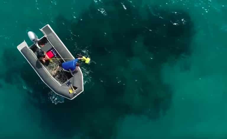 Undersea Robot Delivered 100,000 Baby Corals To The Great Barrier Reef ...
