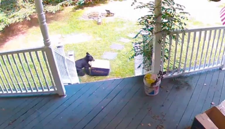 Bear Caught On Camera Stealing Dog Food From Family’s Porch – Elite Readers