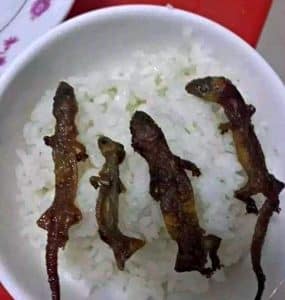 Lizard Rice Cooking Roasted Lizard Rice Bowls Are Well-Loved in Vietnam But Would You Eat ...