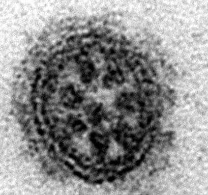 flu-virus