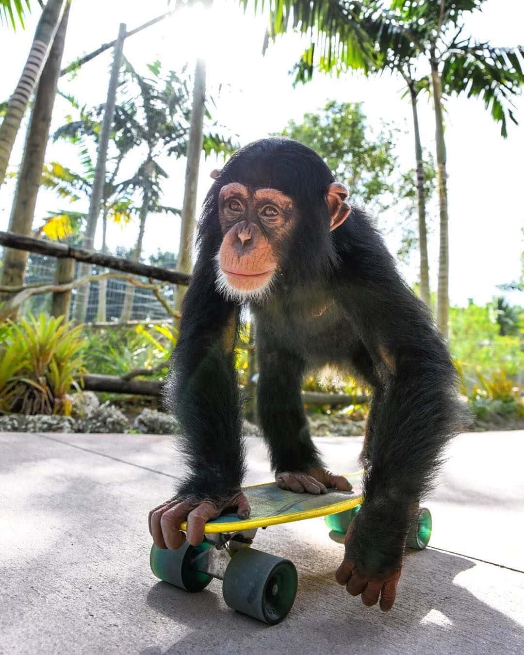Heartwarming Footage Shows Chimpanzee Reuniting With Caretakers who